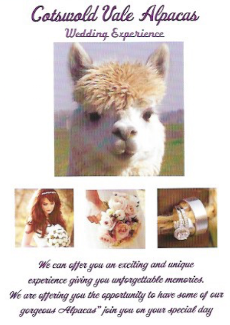 images/advert_images/asain-weddings_files/cotswolds alpacas.png